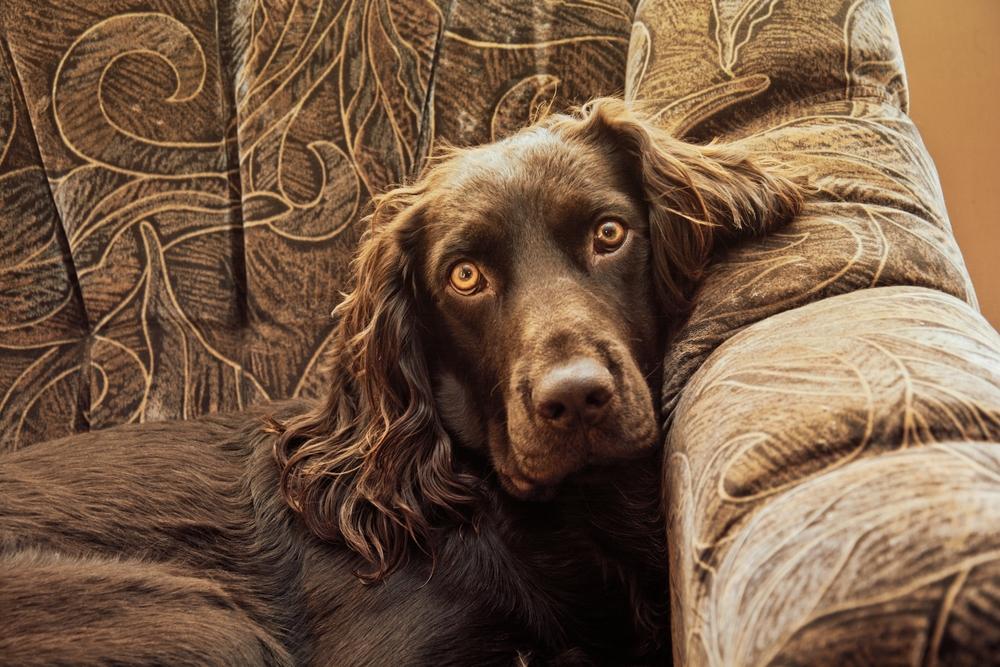 Содержание немецкого вахтельхунда 