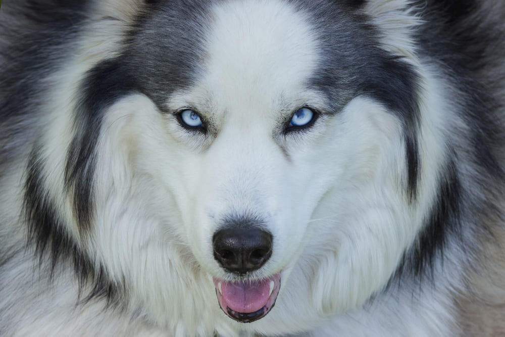 Первая течка у хаски обычно наступает в 8-10 месяцев