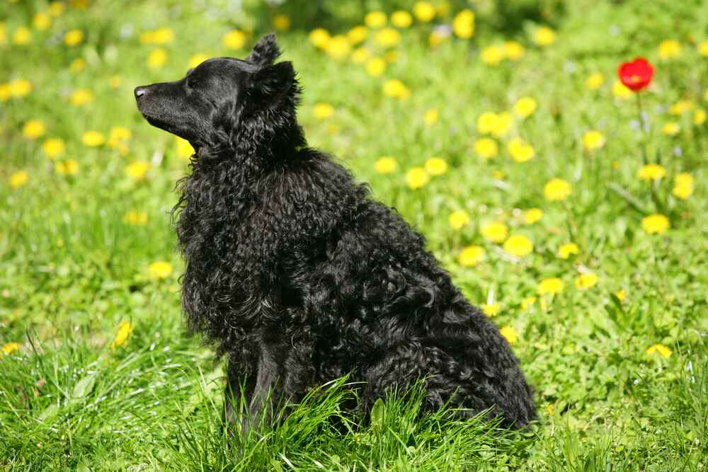 Муди относятся к сородичам нейтрально