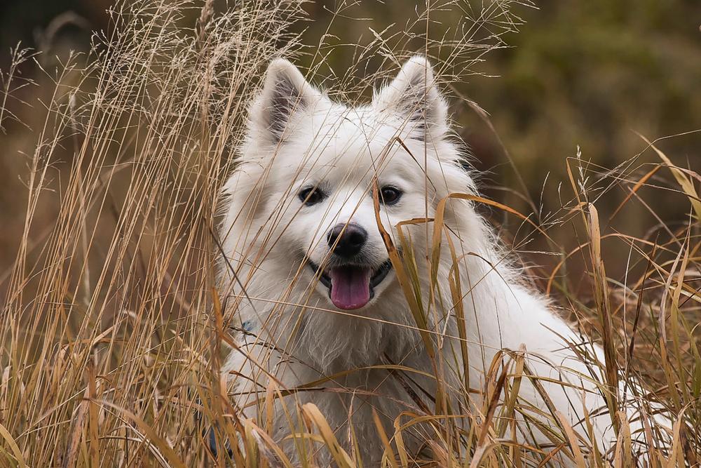 Здоровье и болезни американского эскимосского шпица