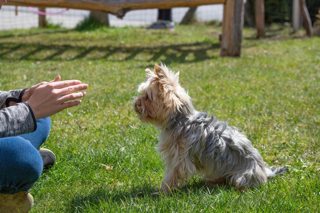 Как правильно наказывать собаку или щенка за непослушание