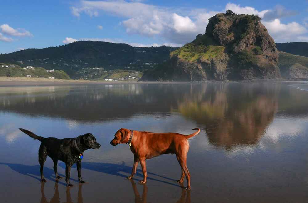 Родезийский риджбек нуждается в уходе
