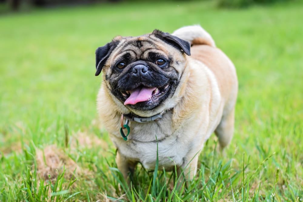 Первая течка у мопса свидетельствует о половом созревании собаки