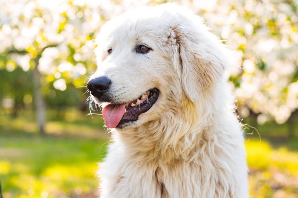 Абруцкая овчарка предрасположена к болезням глаз