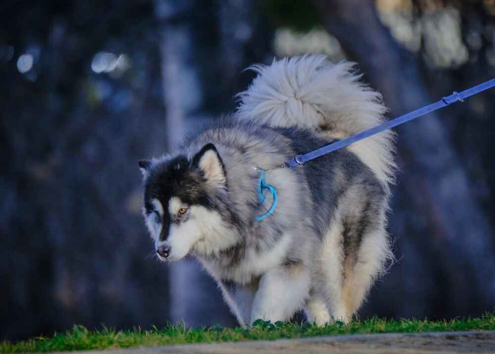 Активность влияет на то, сколько может прожить аляскинский маламут