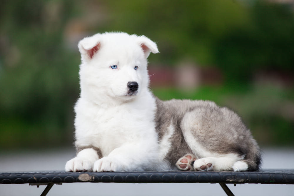 Собака якутская лайки с голубыми глазами