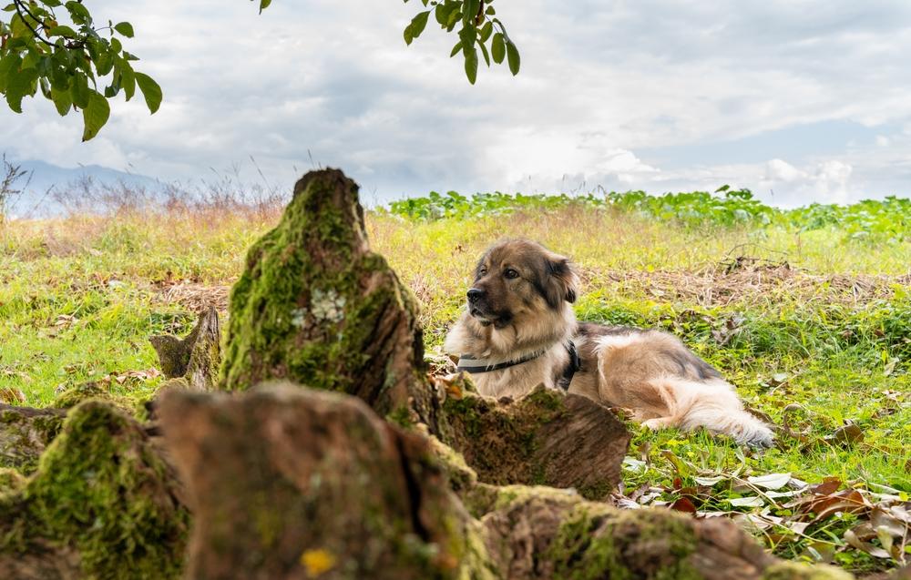История происхождения крашской овчарки