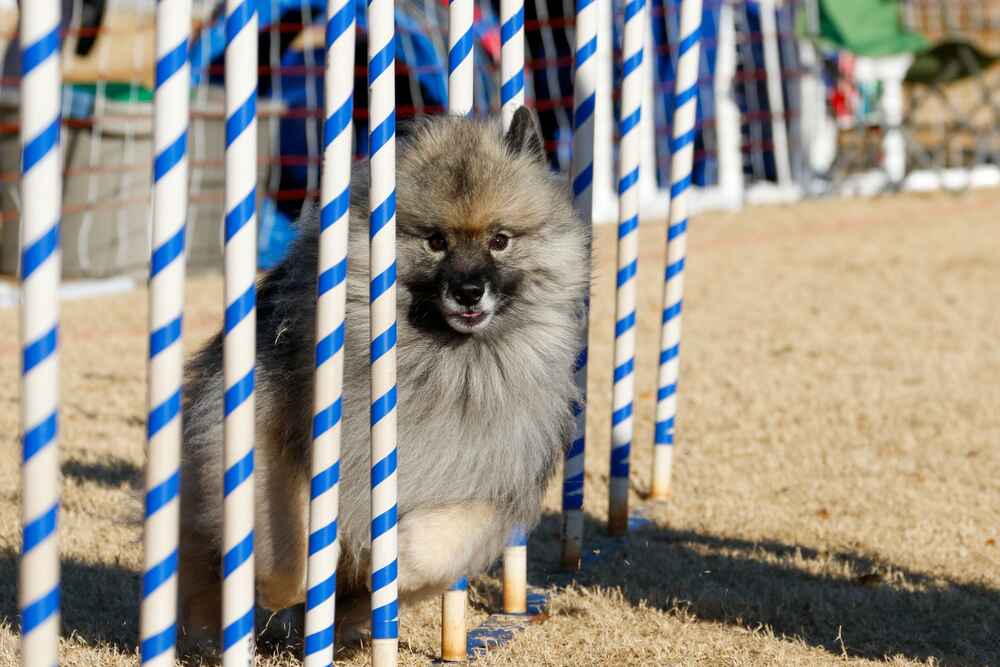 Кеесхонд на соревновании