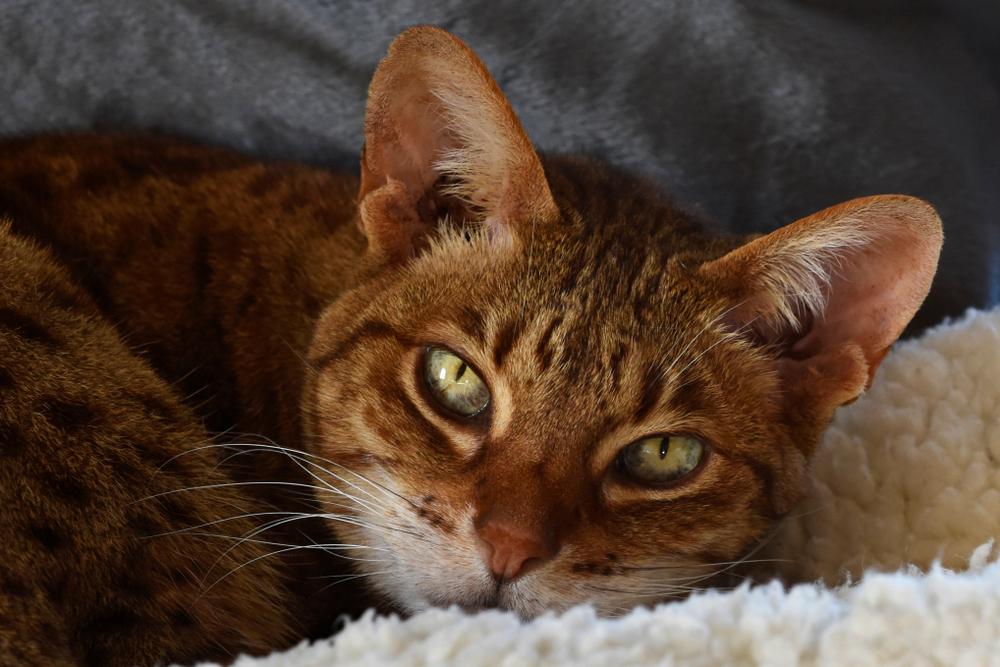 здоровье оцикета