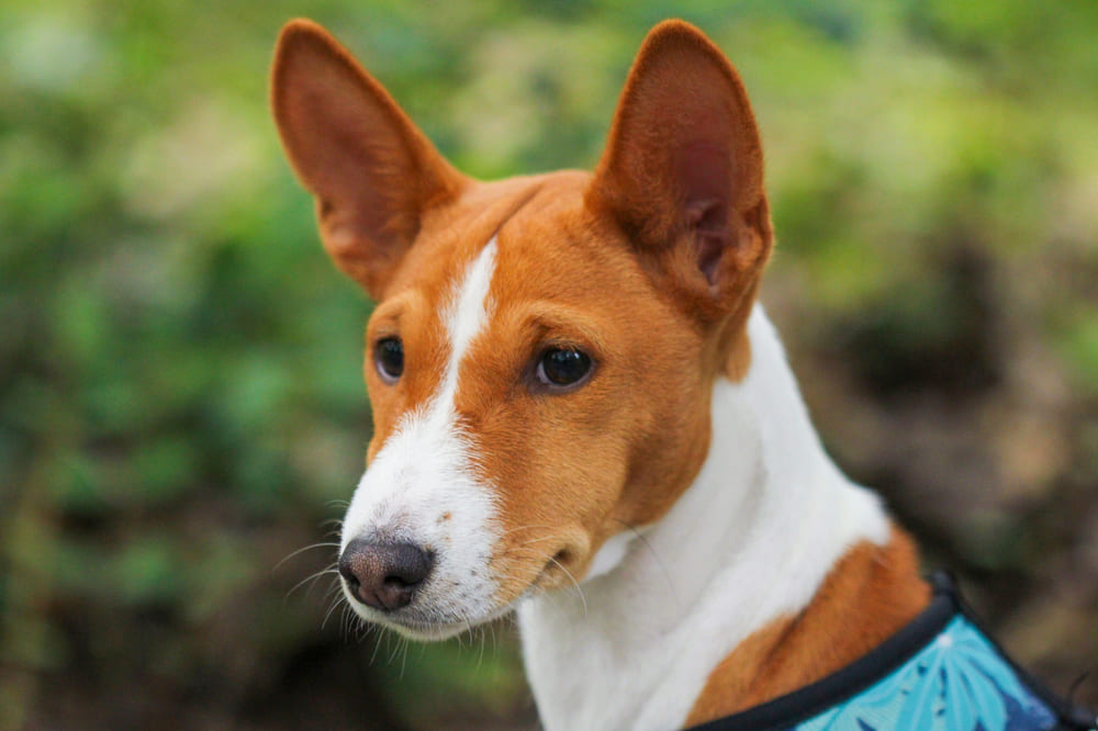 Какой характер у басенджи?