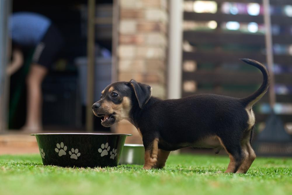Чем кормить щенка таксы 