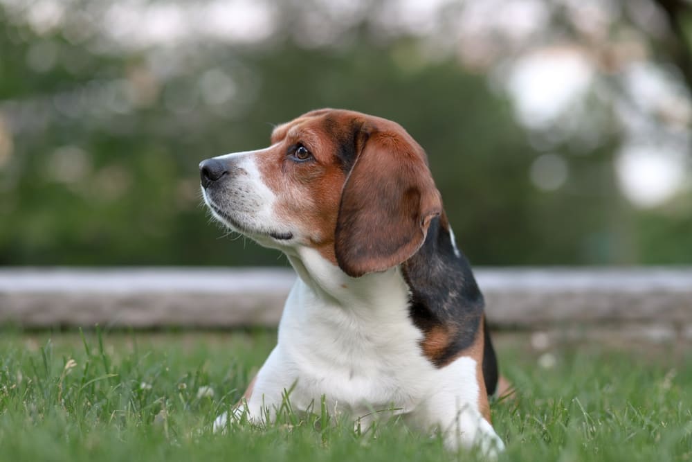 Стресс влияет на то, сколько живут бигли