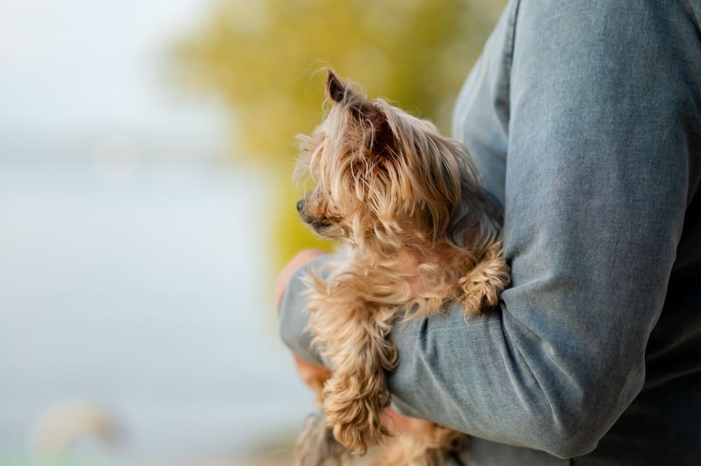 То, сколько весит йоркширский терьер, зависит от многих факторов