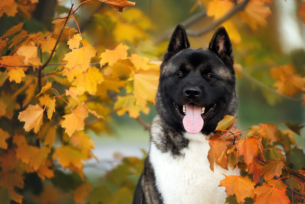 Рацион влияет на то, сколько живут американские акиты