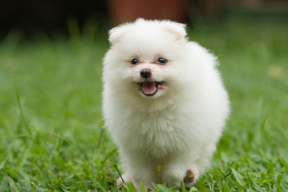 Внешность щенка белого шпица