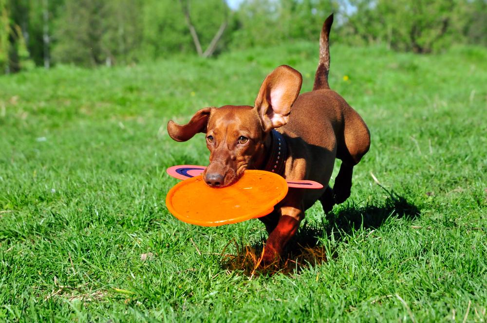 Какие болезни характерны для рыжих такс?