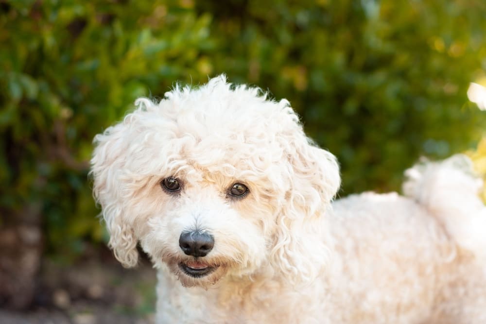 Болезнь бишон фризе может проявляться слабостью