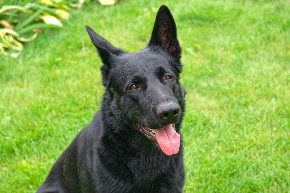 Какой характер у черной немецкой овчарки?
