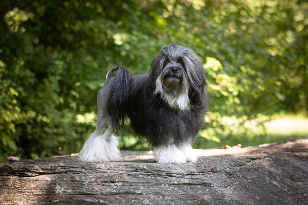 Малая львиная собака имеет склонность к лаю