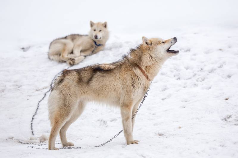 Порода собак выведенных с волками