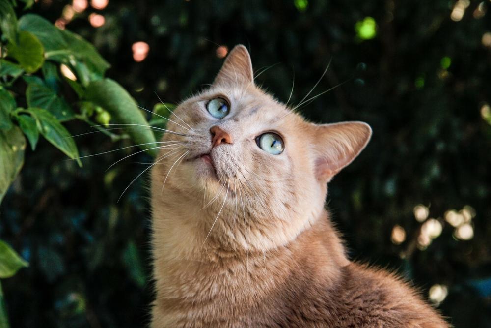 Характер бразильской короткошерстной кошки