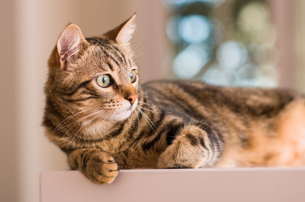 У бенгальских кошек есть болезни, приводящие к потере зрения