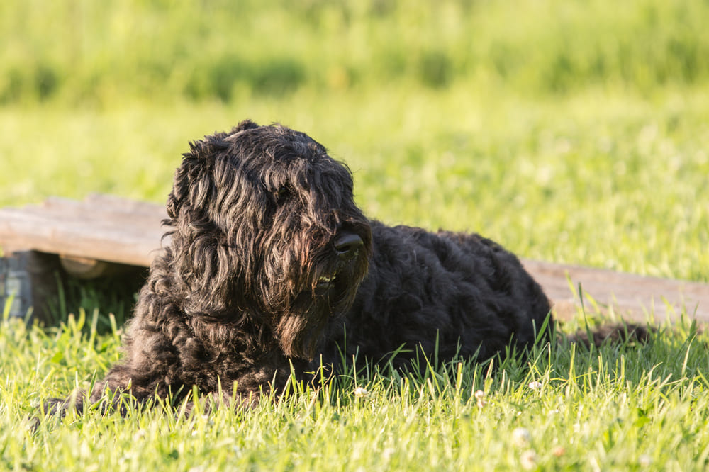 Так выглядит бувье