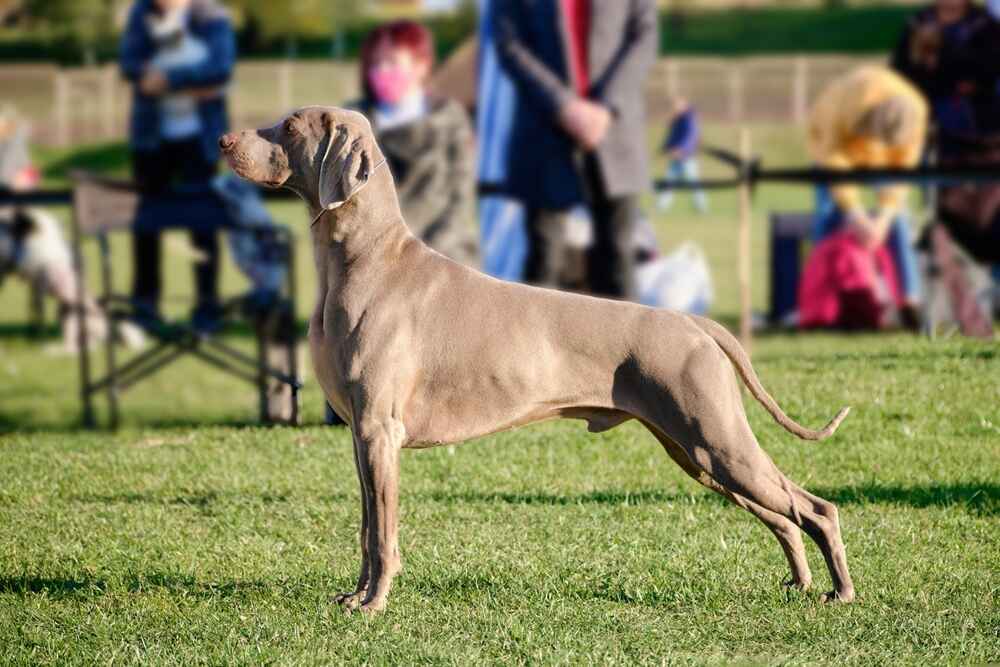 Веймаранер имеет отличную память