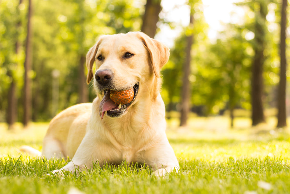 Течка у лабрадора проходит циклично