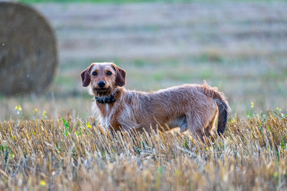 Перед вязкой таксу нужно обработать от паразитов