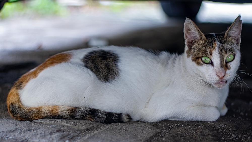 Какой окрас у эгейской кошки?