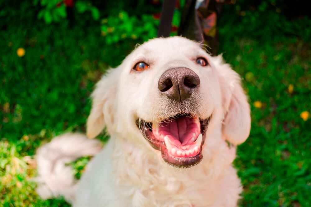 Кувас считается хорошим защитником