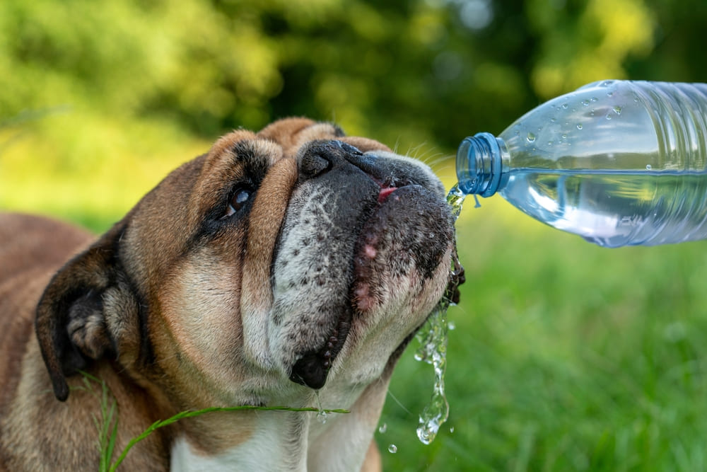 Английский бульдог плохо переносит сильную жару