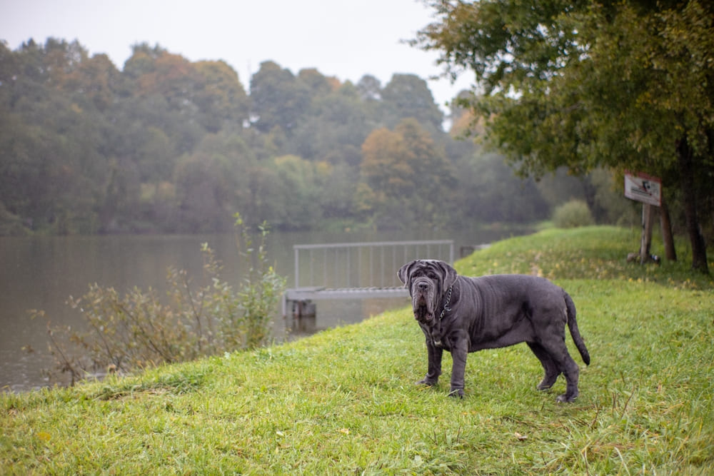 Неаполитанский мастиф отличается флегматичностью