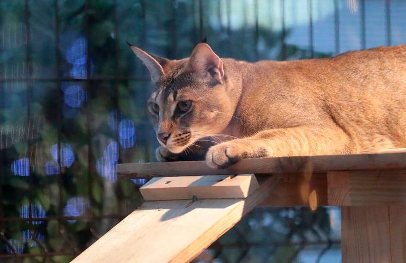 Уход за каракетом 