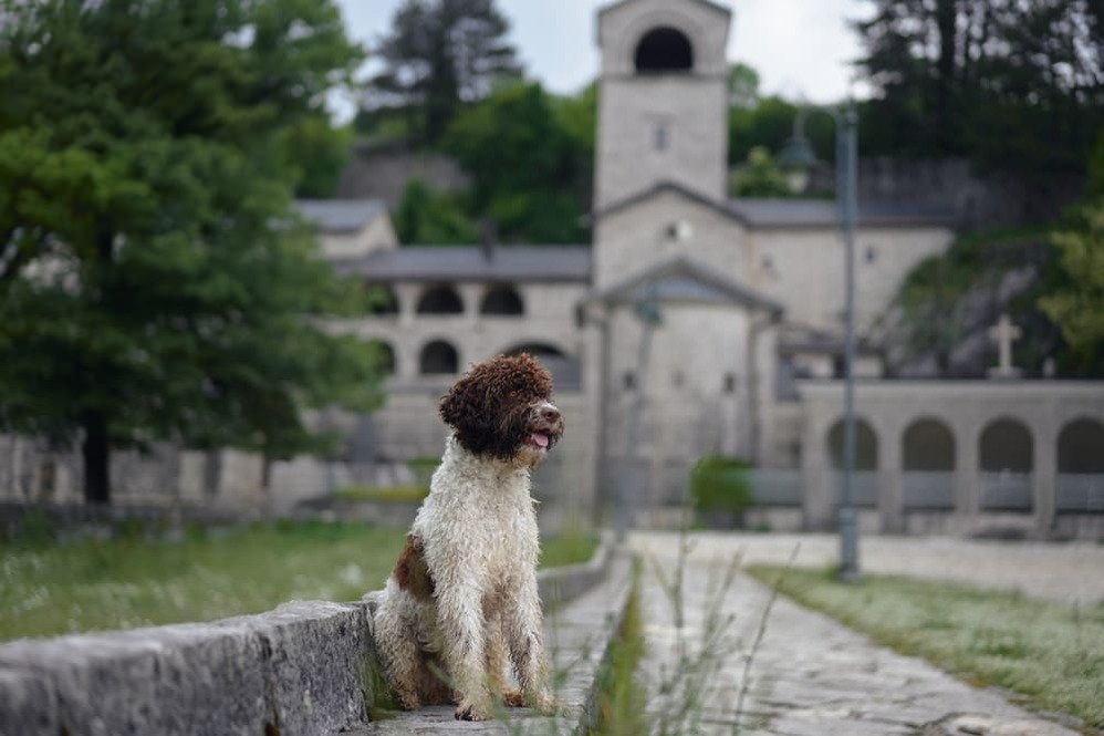 Лаготто романьоло имеют характерные болезни