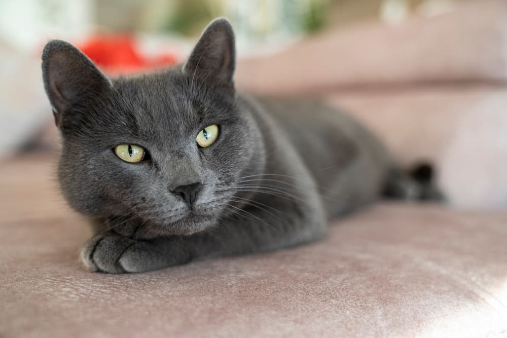 Активность влияет на то, сколько проживет русская голубая кошка