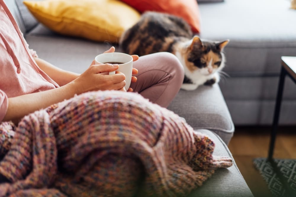 Кошкам можно слабый ромашковый чай