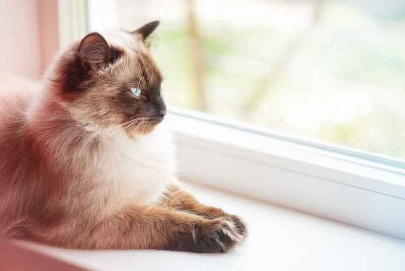 Если вес невской маскарадной кошки отклоняется от нормы, нужно выяснить причину этого