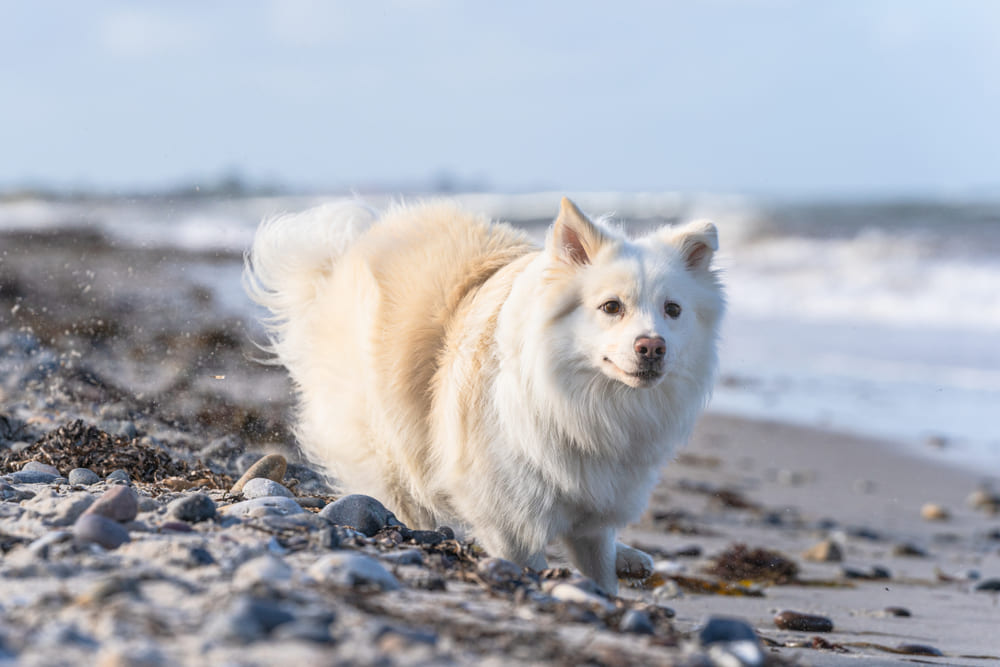 Исландские овчарки любят детей