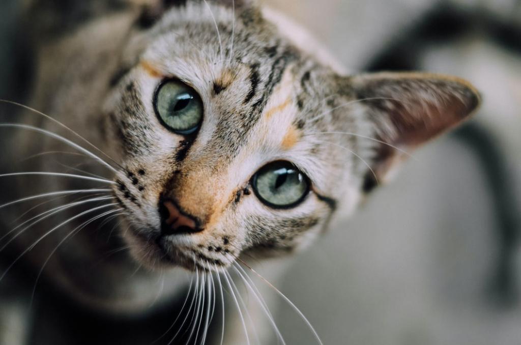 Лечение пиометры у кошки с помощью медикаментов