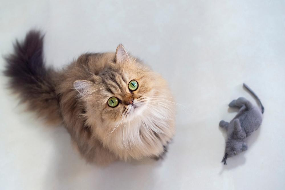 Воспитание кошки шиншиллы