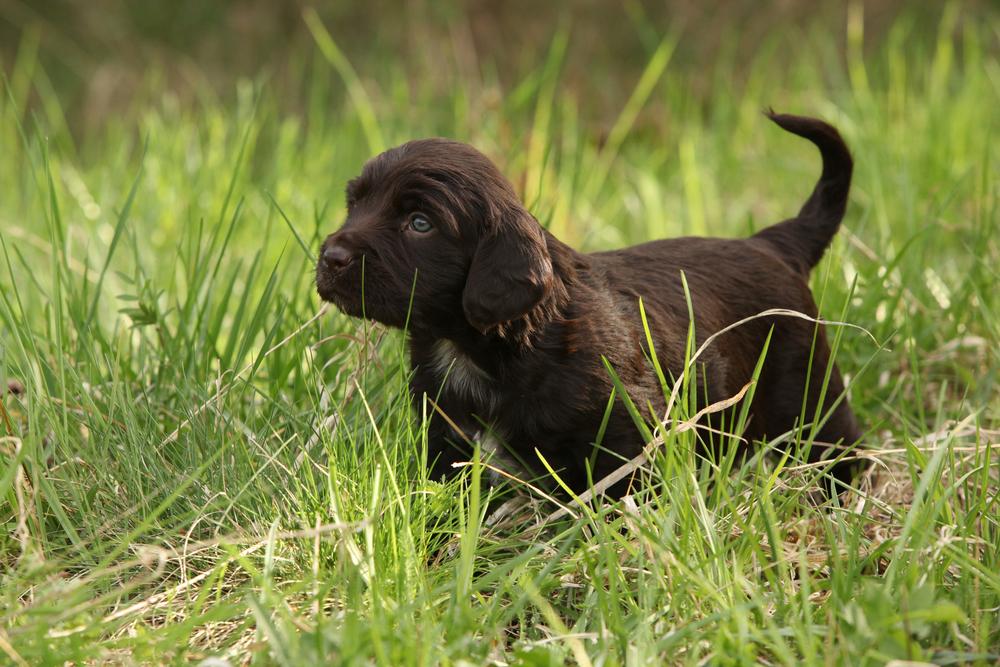 Советы по выбору щенка немецкого вахтельхунда 