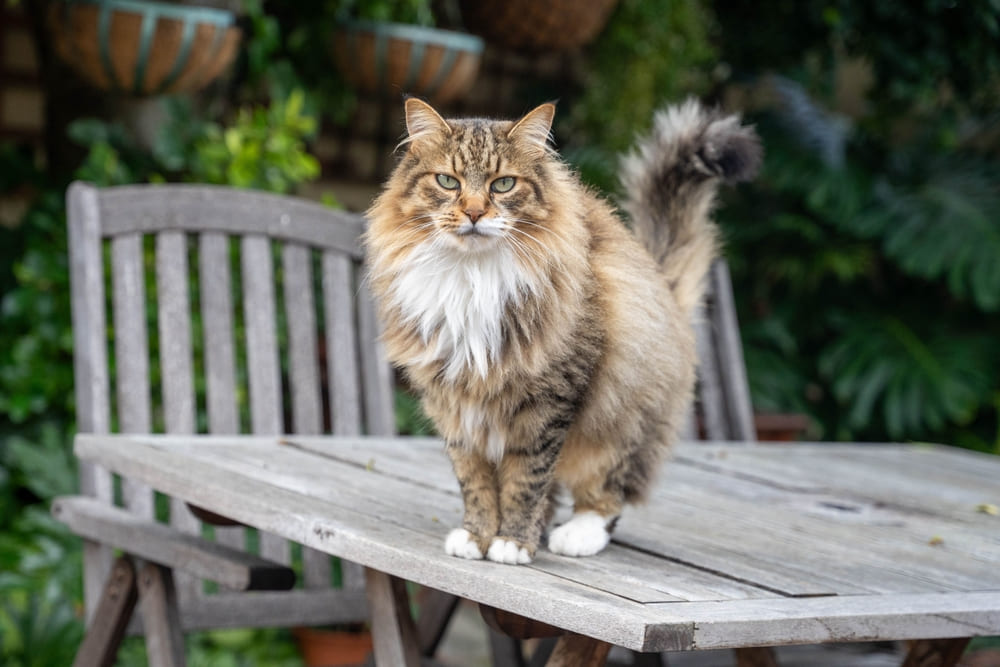 Человеку нужно знать, сколько длится беременность у мейн-куна