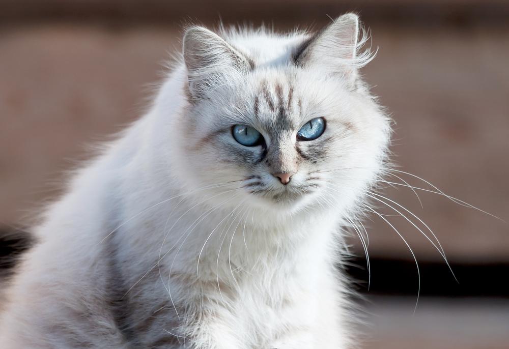 Породы белых кошек с вкраплениями других цветов: невская маскарадная