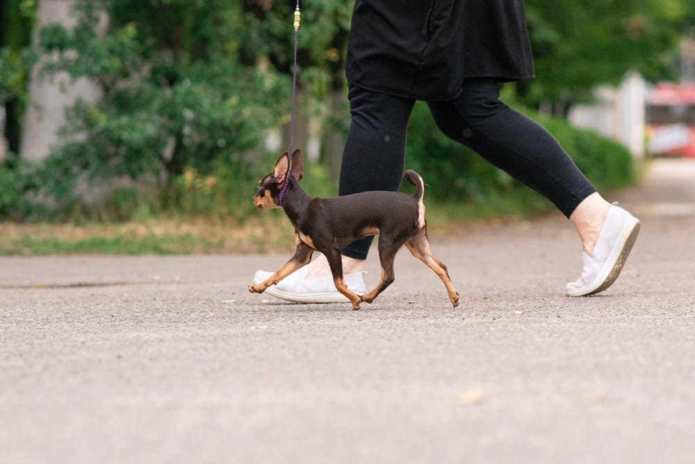 Некоторые болезни той-терьеров сопровождаются кашлем