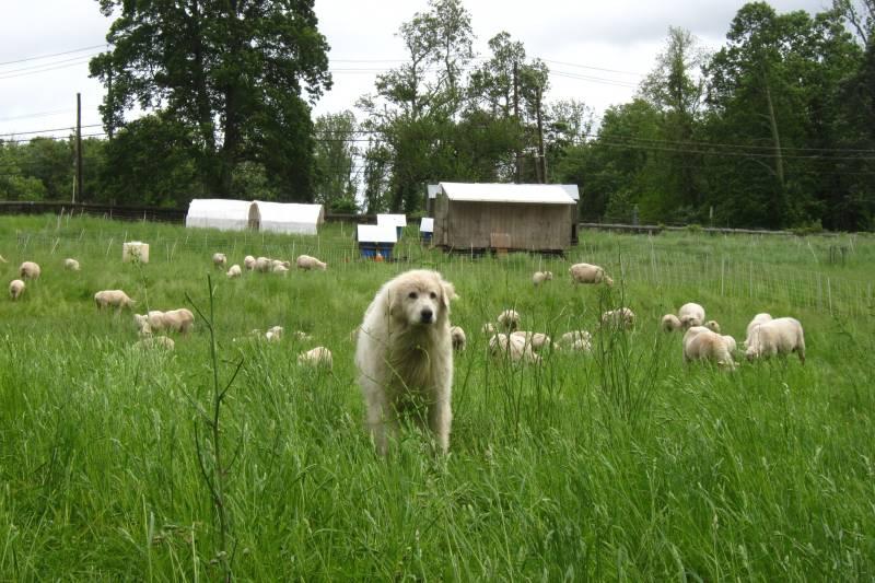 История происхождения акбаша