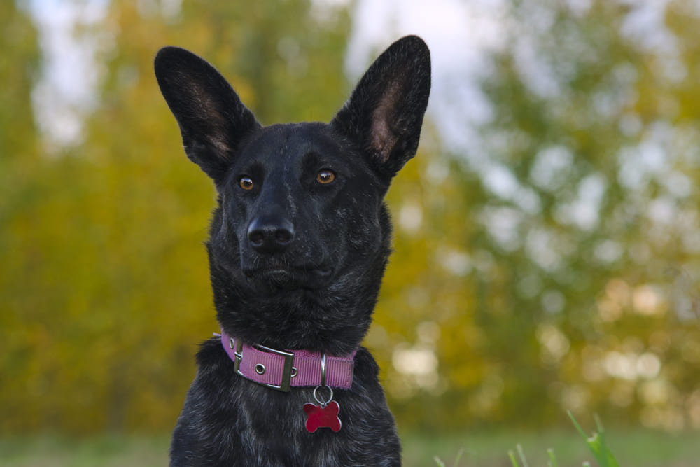 Голландские овчарки имеют характерные болезни