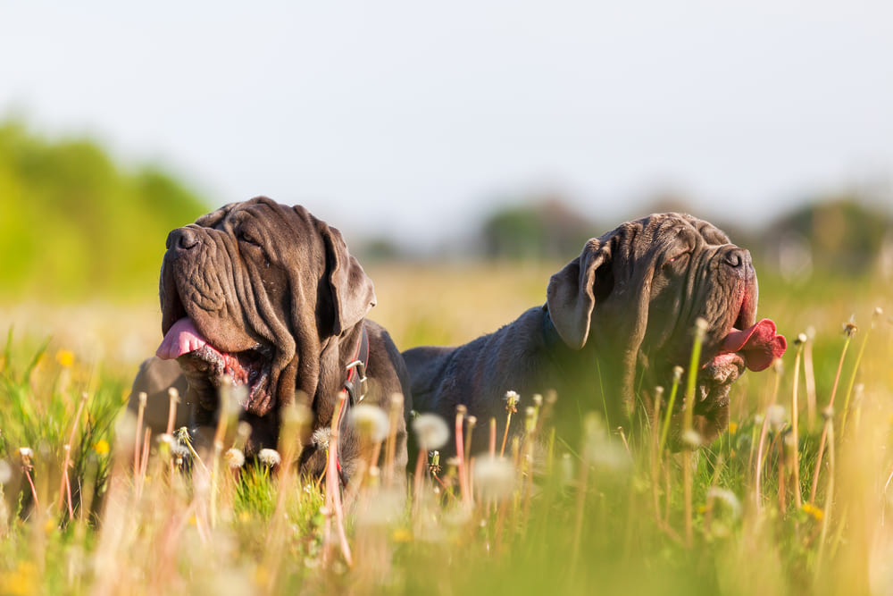 Шерсть неаполитанского мастифа нужно вычесывать
