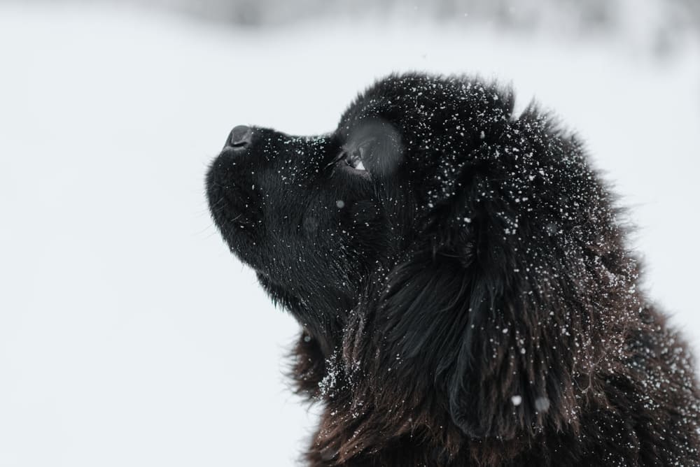 То, сколько весит ньюфаундленд, зависит от питания